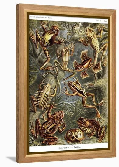 Frogs-Ernst Haeckel-Framed Stretched Canvas