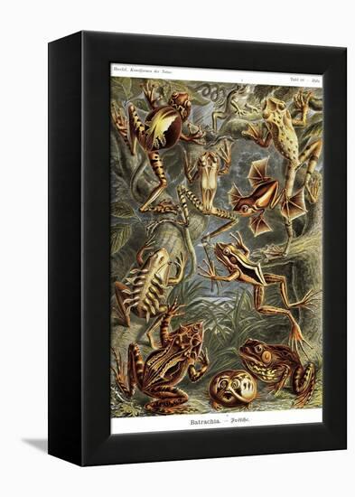 Frogs-Ernst Haeckel-Framed Stretched Canvas