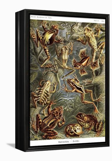 Frogs-Ernst Haeckel-Framed Stretched Canvas