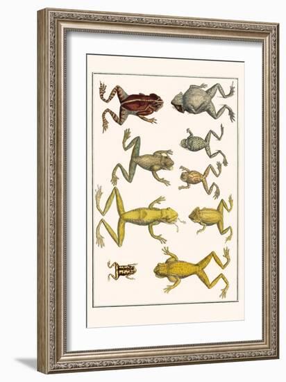 Frogs-Albertus Seba-Framed Art Print