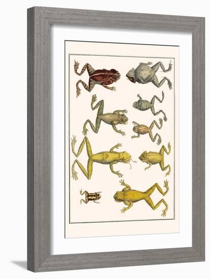 Frogs-Albertus Seba-Framed Art Print