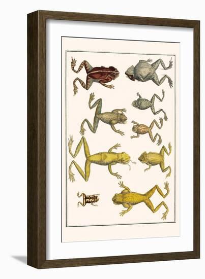 Frogs-Albertus Seba-Framed Art Print