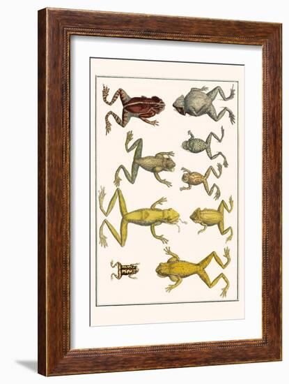 Frogs-Albertus Seba-Framed Art Print