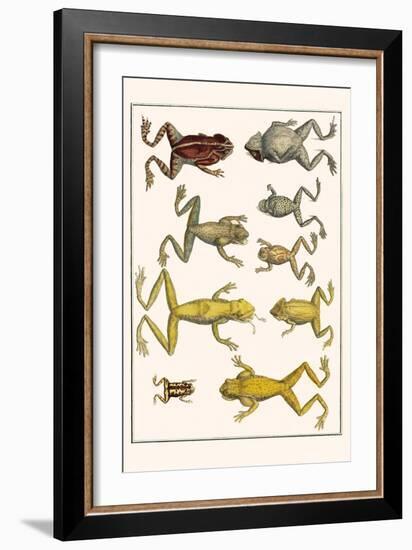 Frogs-Albertus Seba-Framed Art Print