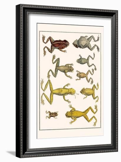 Frogs-Albertus Seba-Framed Art Print