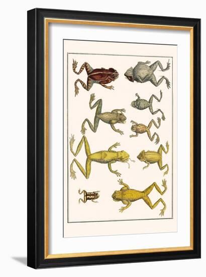 Frogs-Albertus Seba-Framed Art Print