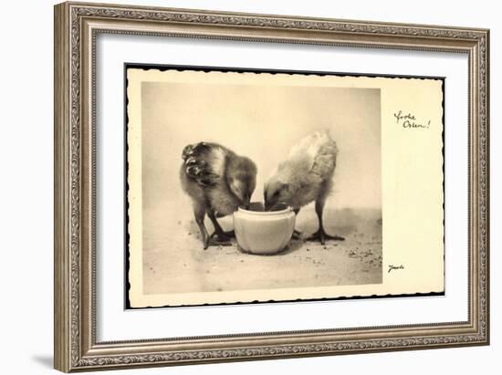 Frohe Ostern, Küken Trinken Aus Wasserschale, Amag-null-Framed Giclee Print