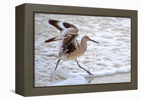 Frolicking in Waves-Bruce Nawrocke-Framed Stretched Canvas