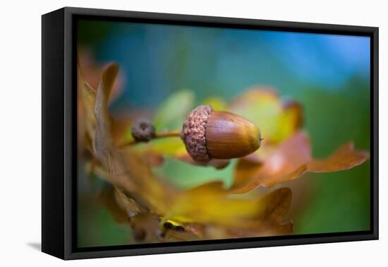 From little Acorns-Jacky Parker-Framed Premier Image Canvas