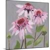 From My Garden - Echinacea-Charlotte Hardy-Mounted Giclee Print