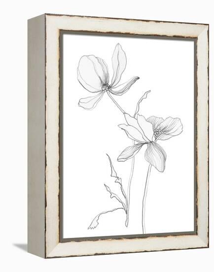 From My Garden II-Sandra Jacobs-Framed Stretched Canvas