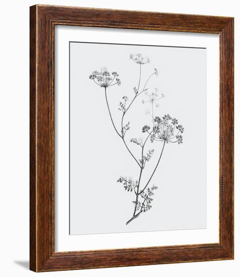 From the Meadow-Maria Mendez-Framed Giclee Print