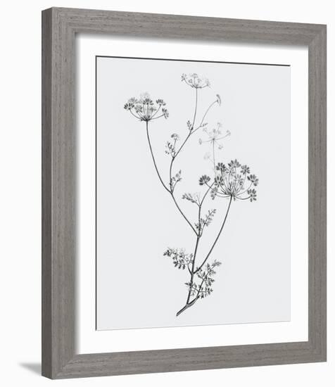 From the Meadow-Maria Mendez-Framed Giclee Print