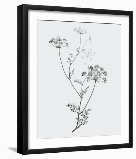 From the Meadow-Maria Mendez-Framed Giclee Print