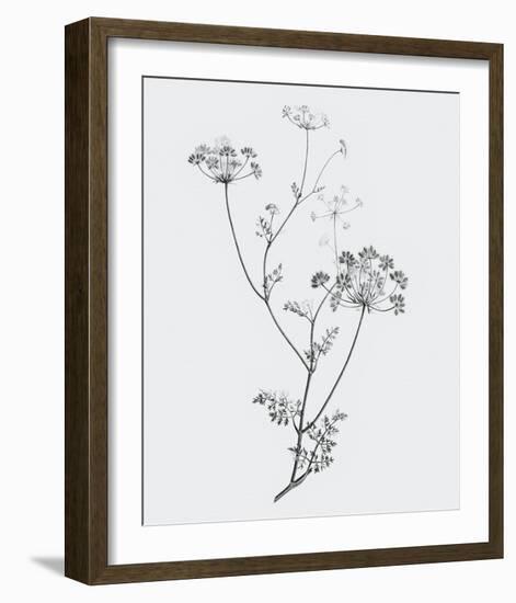 From the Meadow-Maria Mendez-Framed Giclee Print