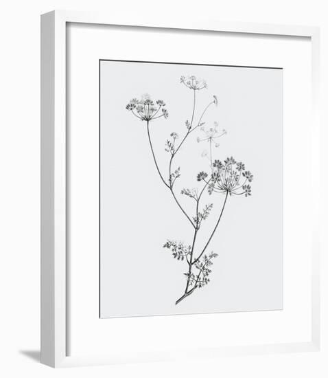 From the Meadow-Maria Mendez-Framed Giclee Print