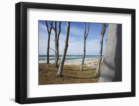 From the Wind Faded Beech Trunks in the Forest on the Western Beach of Darss Peninsula-Uwe Steffens-Framed Photographic Print