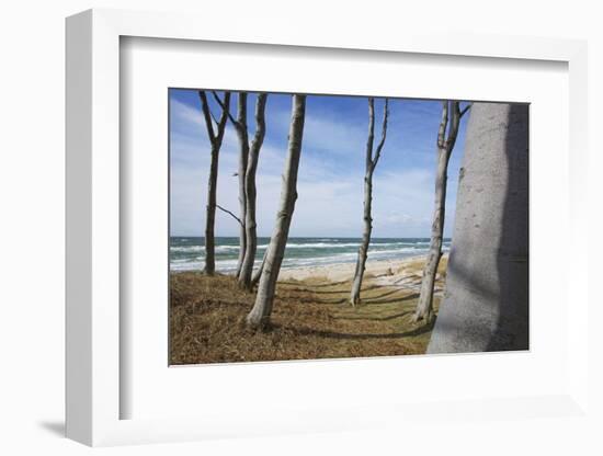 From the Wind Faded Beech Trunks in the Forest on the Western Beach of Darss Peninsula-Uwe Steffens-Framed Photographic Print