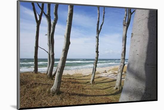 From the Wind Faded Beech Trunks in the Forest on the Western Beach of Darss Peninsula-Uwe Steffens-Mounted Photographic Print