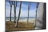 From the Wind Faded Beech Trunks in the Forest on the Western Beach of Darss Peninsula-Uwe Steffens-Mounted Photographic Print