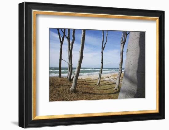From the Wind Faded Beech Trunks in the Forest on the Western Beach of Darss Peninsula-Uwe Steffens-Framed Photographic Print