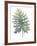 Frond II-Sandra Jacobs-Framed Giclee Print