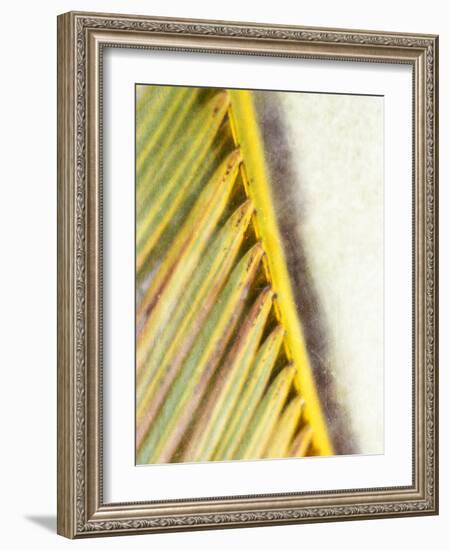 Frond Study I-Emily Robinson-Framed Photographic Print