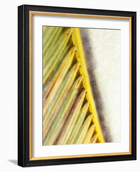Frond Study I-Emily Robinson-Framed Photographic Print