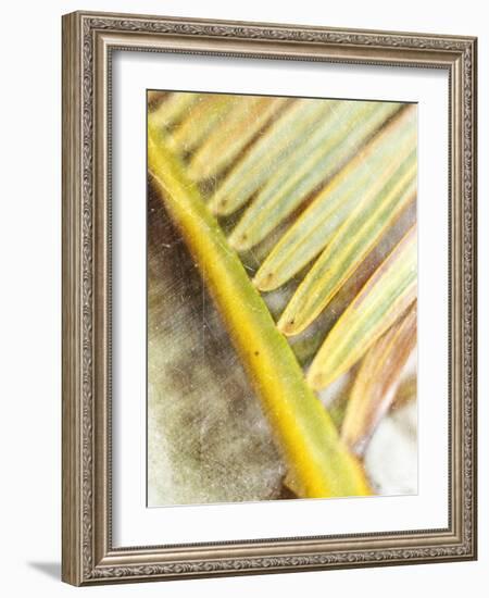 Frond Study II-Emily Robinson-Framed Photographic Print