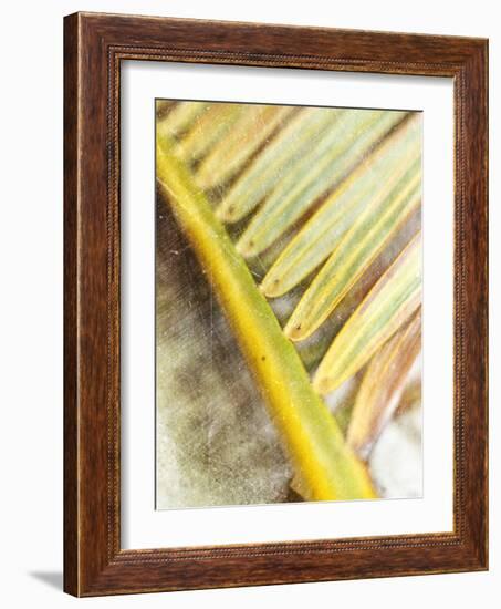 Frond Study II-Emily Robinson-Framed Photographic Print