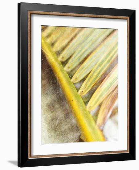 Frond Study II-Emily Robinson-Framed Photographic Print