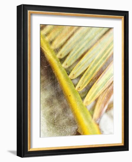 Frond Study II-Emily Robinson-Framed Photographic Print