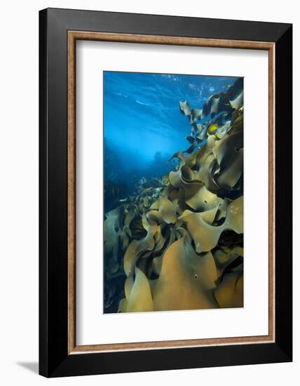 Fronds Of Bull Kelp (Durvillaea Potatorum) Beneath Waves-Alex Mustard-Framed Photographic Print