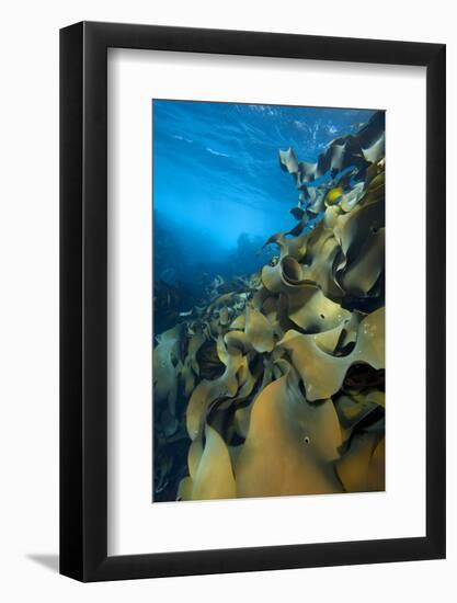 Fronds Of Bull Kelp (Durvillaea Potatorum) Beneath Waves-Alex Mustard-Framed Photographic Print
