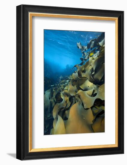 Fronds Of Bull Kelp (Durvillaea Potatorum) Beneath Waves-Alex Mustard-Framed Photographic Print