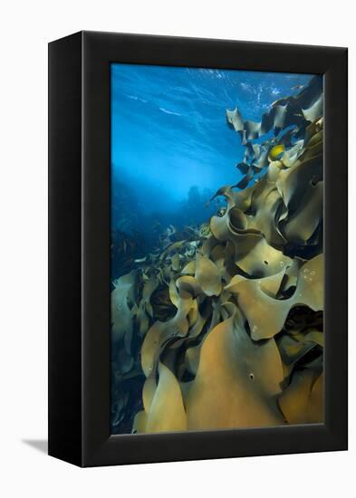 Fronds Of Bull Kelp (Durvillaea Potatorum) Beneath Waves-Alex Mustard-Framed Premier Image Canvas