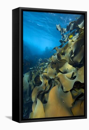 Fronds Of Bull Kelp (Durvillaea Potatorum) Beneath Waves-Alex Mustard-Framed Premier Image Canvas