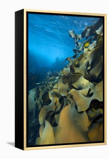 Fronds Of Bull Kelp (Durvillaea Potatorum) Beneath Waves-Alex Mustard-Framed Premier Image Canvas