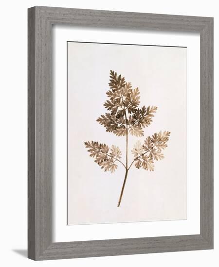 Fronds of Leaves-William Henry Fox Talbot-Framed Photographic Print