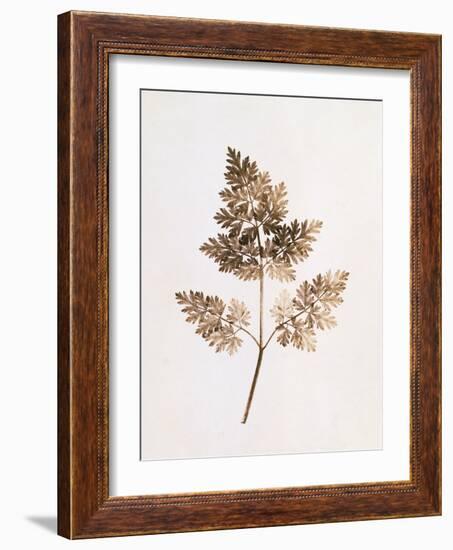 Fronds of Leaves-William Henry Fox Talbot-Framed Photographic Print