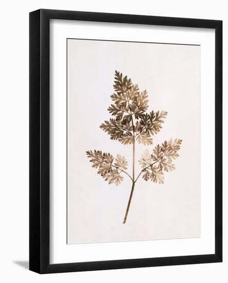 Fronds of Leaves-William Henry Fox Talbot-Framed Photographic Print