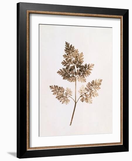 Fronds of Leaves-William Henry Fox Talbot-Framed Photographic Print