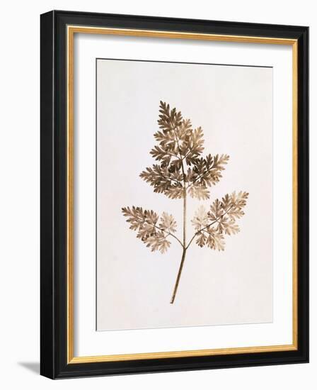 Fronds of Leaves-William Henry Fox Talbot-Framed Photographic Print