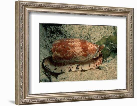 Front-Gilled or Geographic Cone Snail (Conus Geographus), Pacific Ocean.-Reinhard Dirscherl-Framed Photographic Print