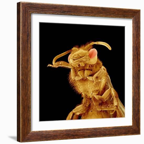 Front half of a Bee-Micro Discovery-Framed Photographic Print