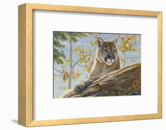Front Range Cougar-Kalon Baughan-Framed Art Print