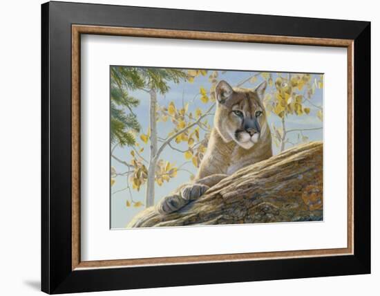 Front Range Cougar-Kalon Baughan-Framed Art Print