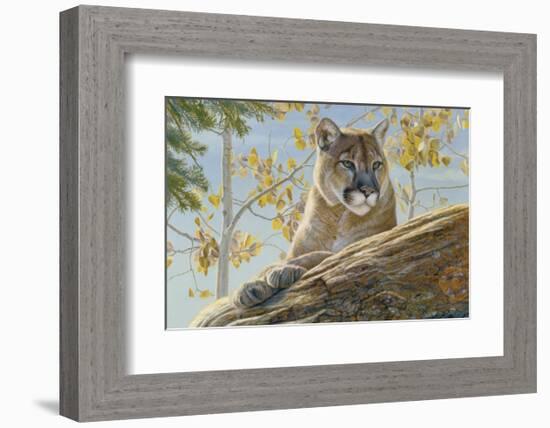 Front Range Cougar-Kalon Baughan-Framed Art Print