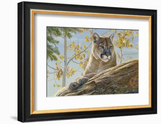 Front Range Cougar-Kalon Baughan-Framed Art Print