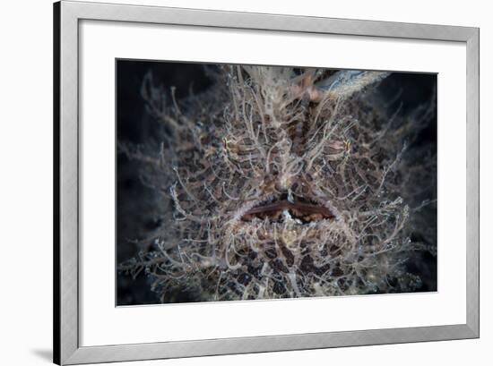 Front View of a Hairy Frogfish-Stocktrek Images-Framed Photographic Print